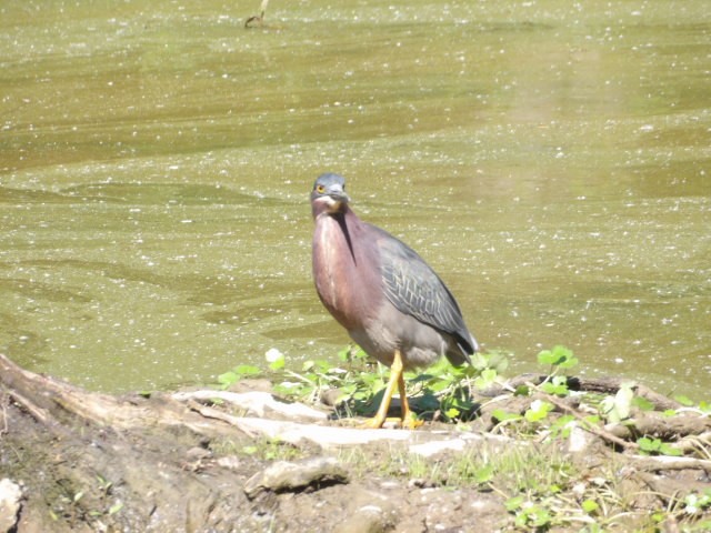 Green Heron - ML573474361