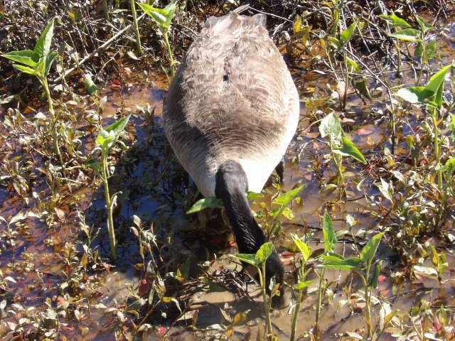 Canada Goose - ML573474571