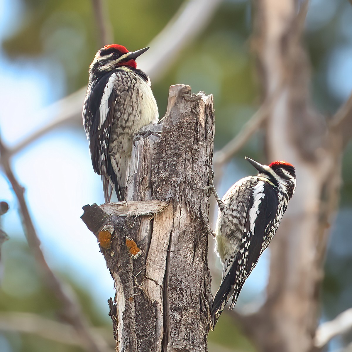 Yellow-bellied Sapsucker - ML573474711