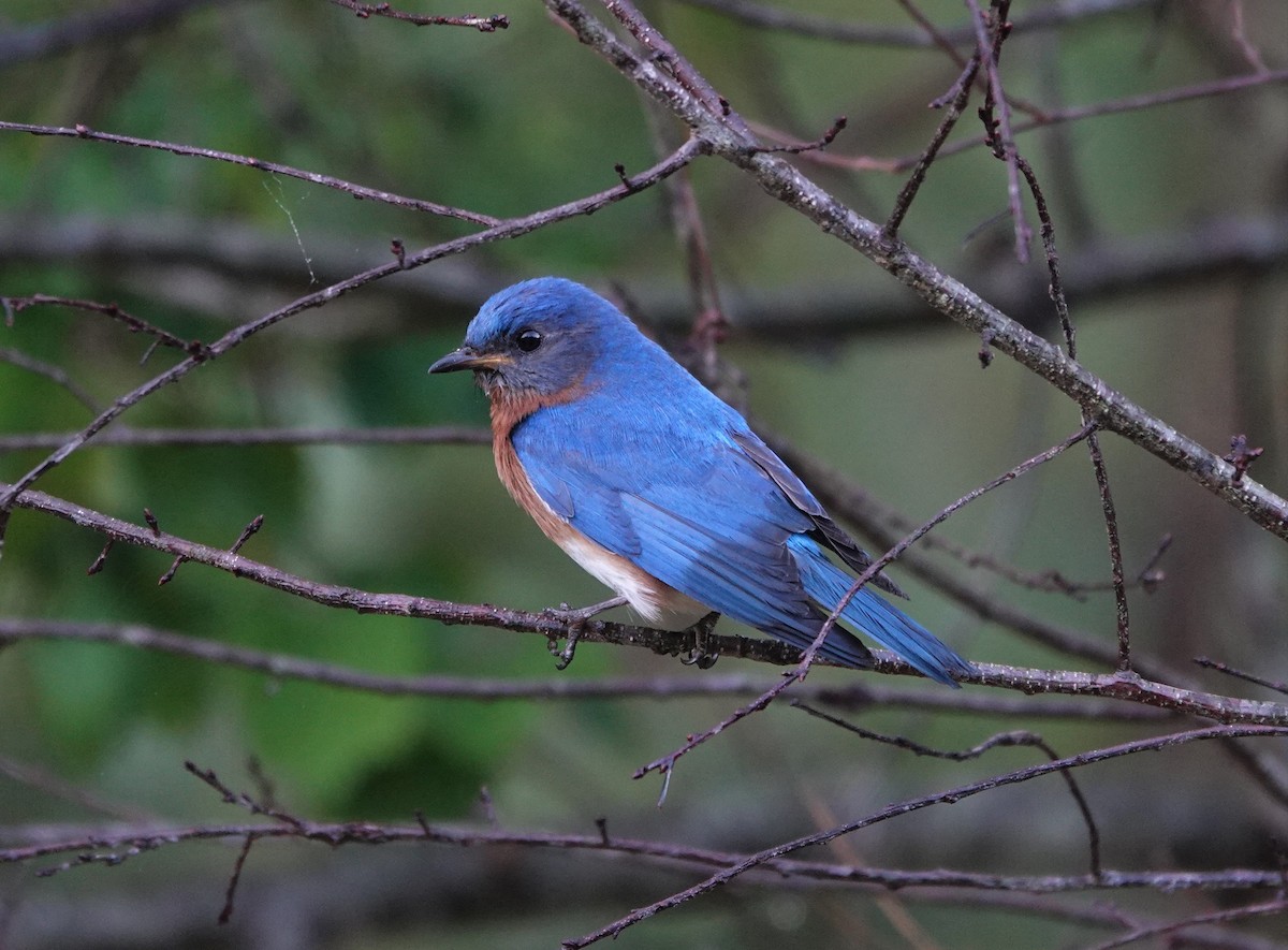 Eastern Bluebird - ML573475281