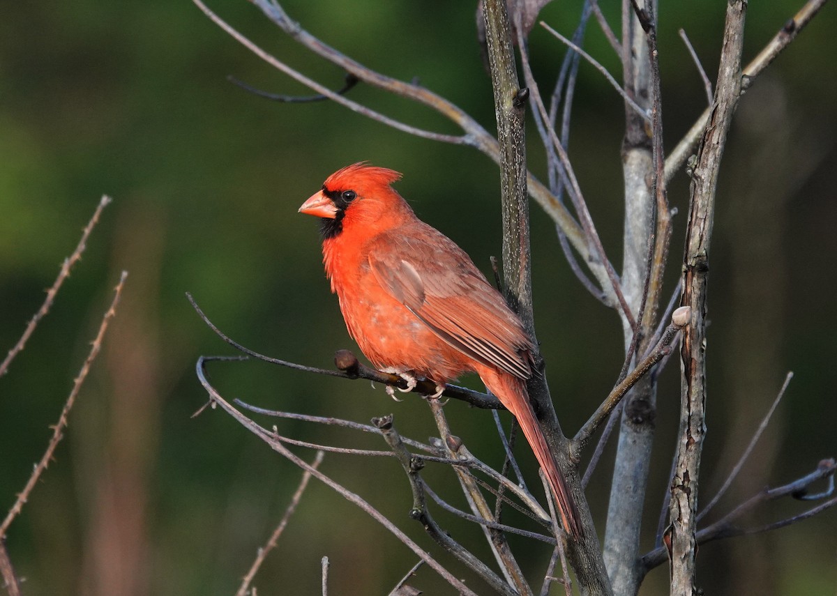 Northern Cardinal - ML573475491