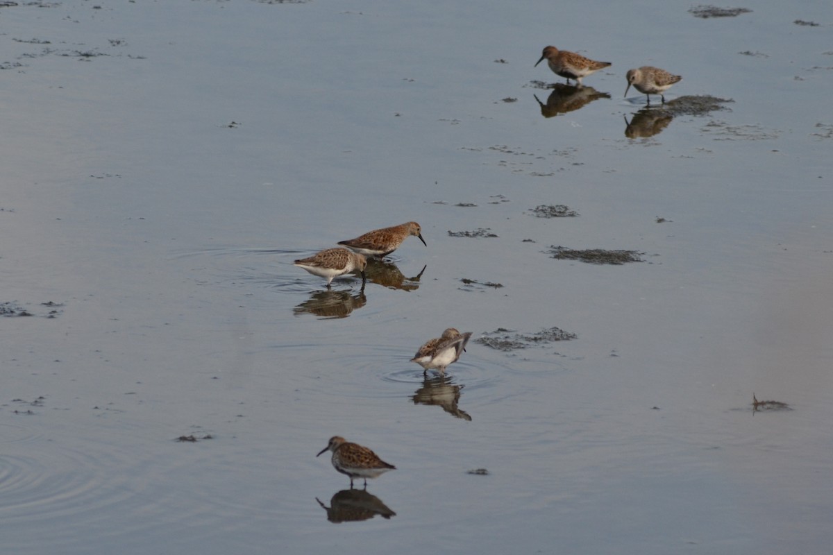 Dunlin - ML573476011