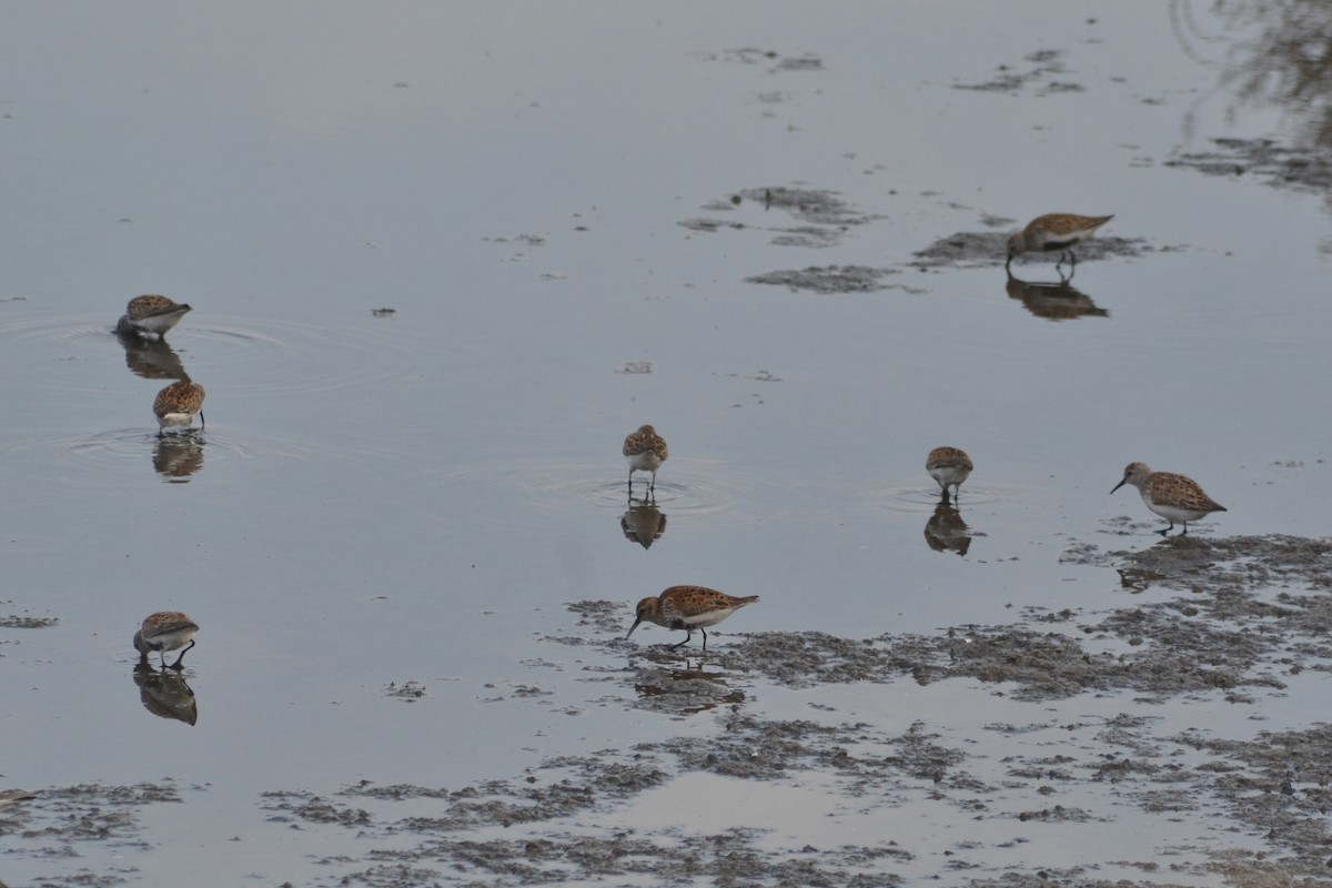 Dunlin - ML573476081