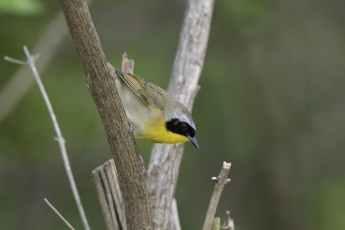 Common Yellowthroat - ML57347691