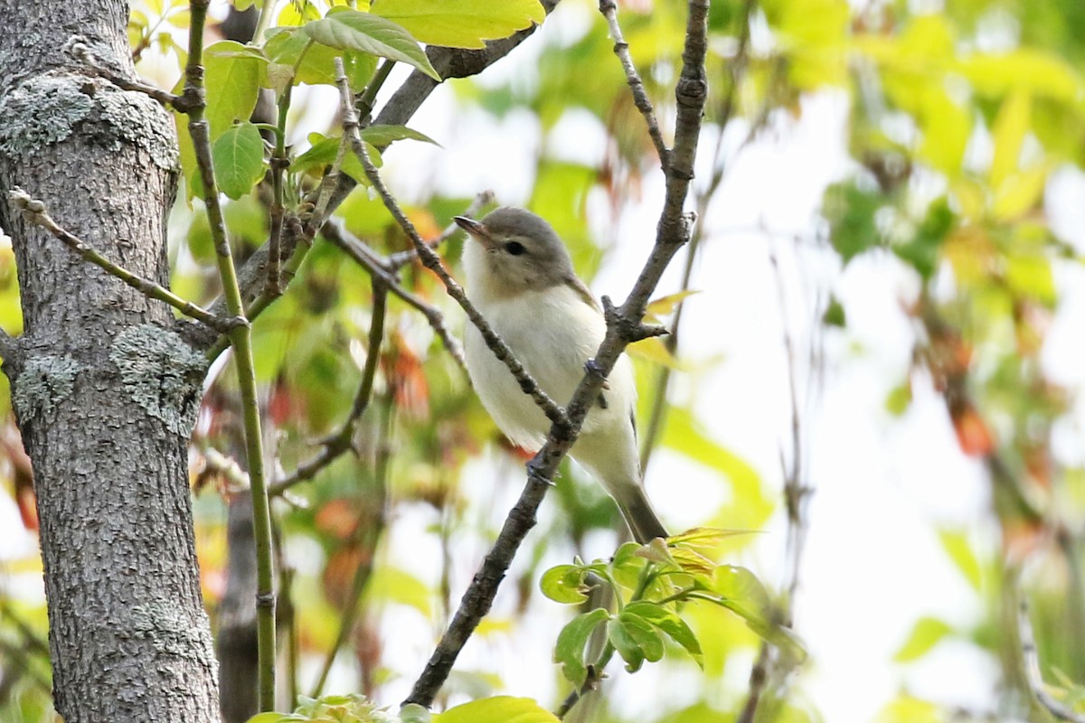 Ötücü Vireo - ML573477781