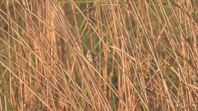 Golden-headed Cisticola - ML573478211
