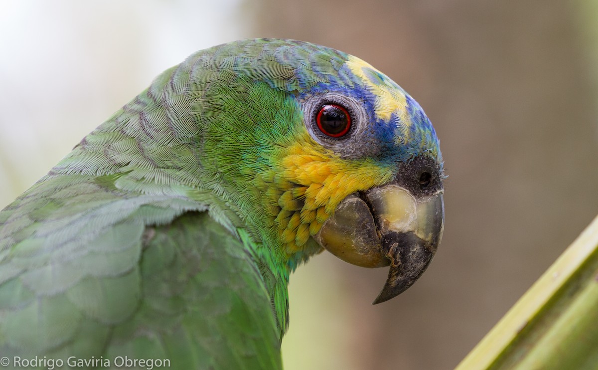Orange-winged Parrot - Rodrigo Gaviria O