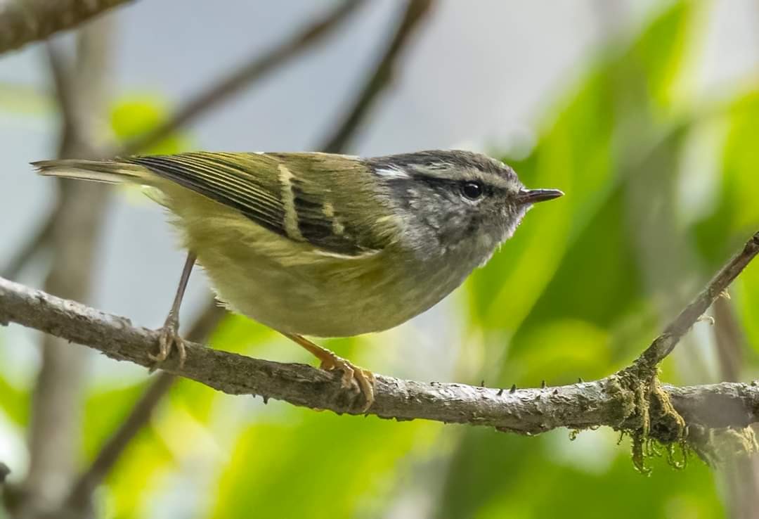 Ashy-throated Warbler - ML573478811
