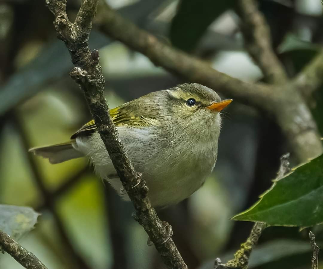 Blyth's Leaf Warbler - ML573478861