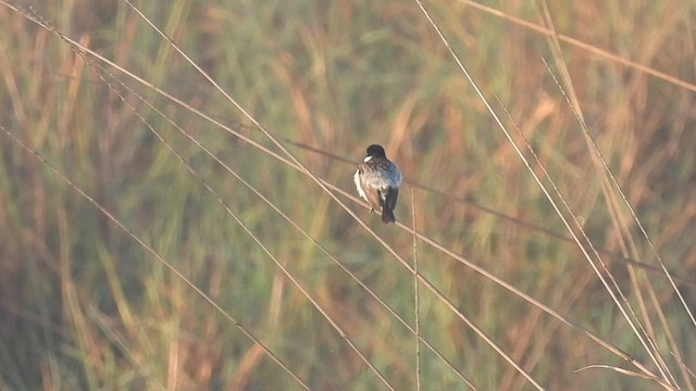 White-tailed Stonechat - ML573478891