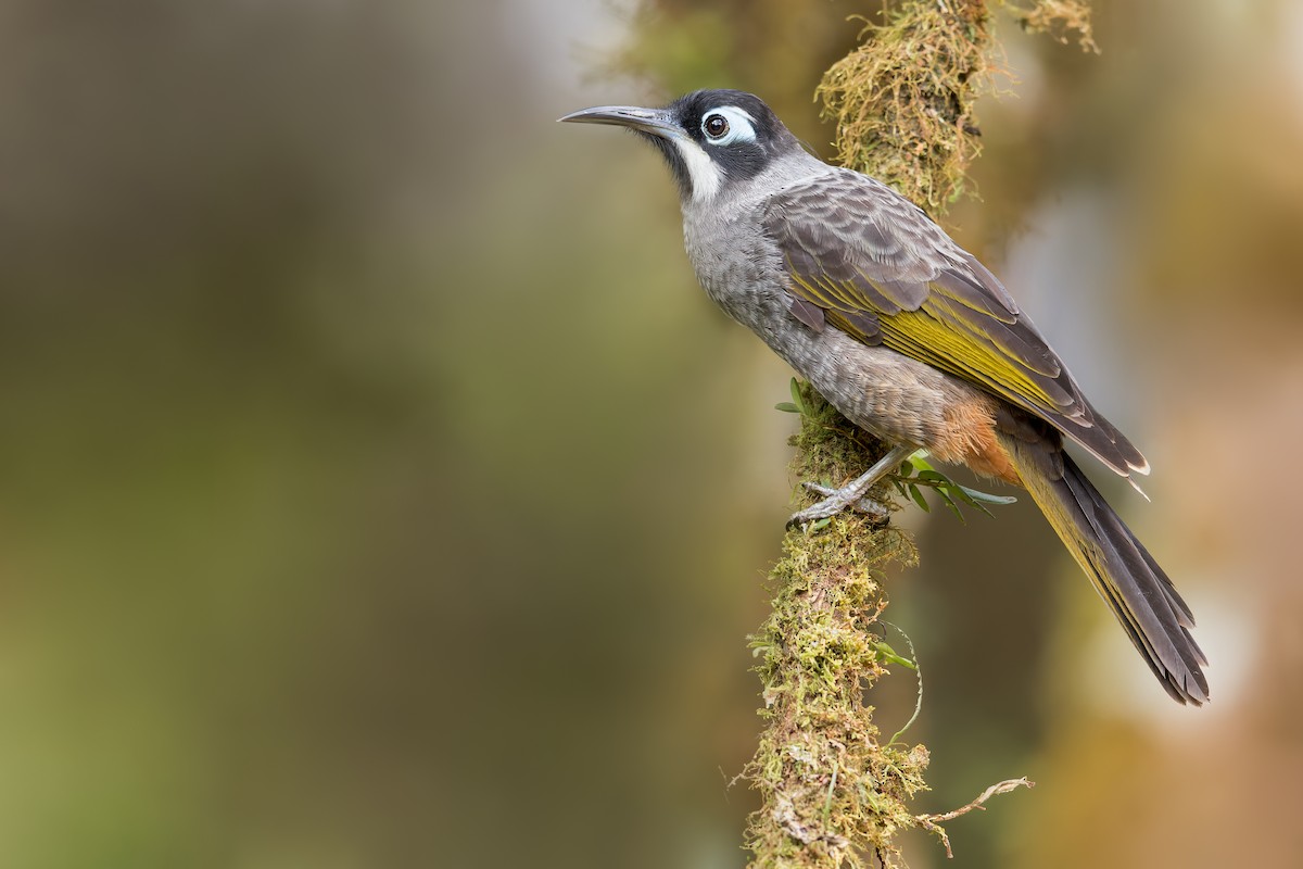 Belford's Melidectes - Dubi Shapiro