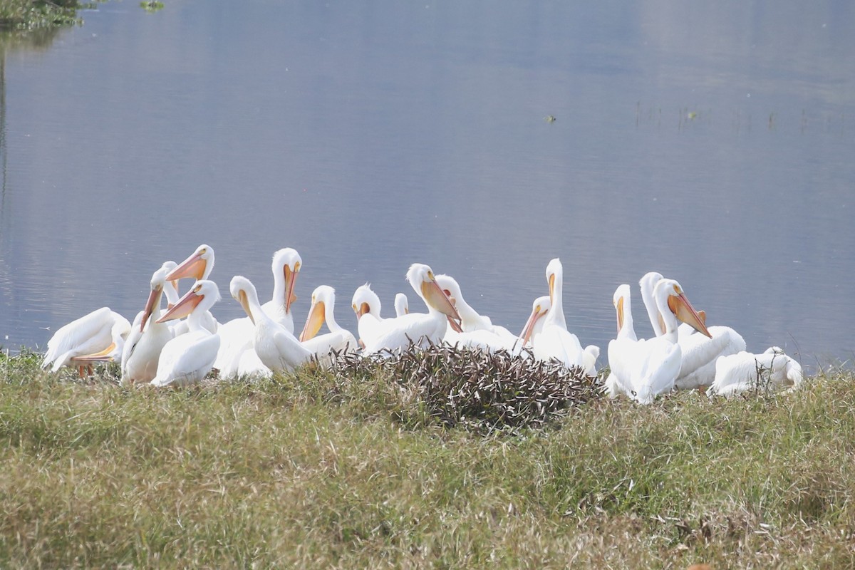 pelikán severoamerický - ML573480601