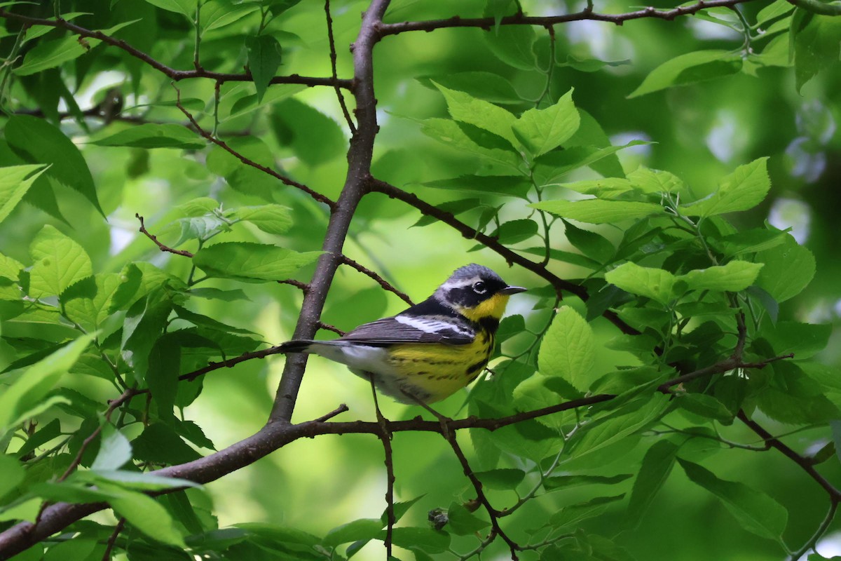 Magnolia Warbler - ML573480771