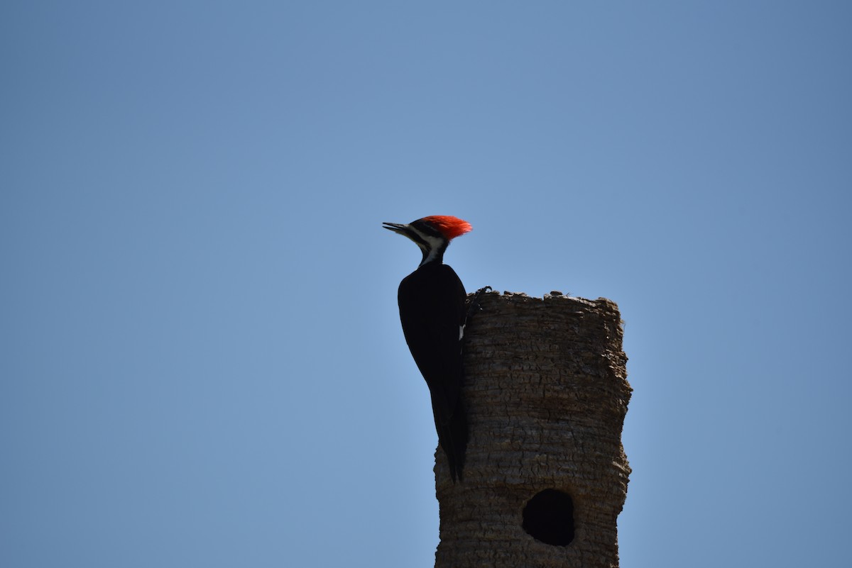 Pileated Woodpecker - ML573481441