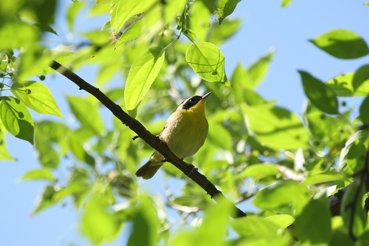 Common Yellowthroat - ML573481741