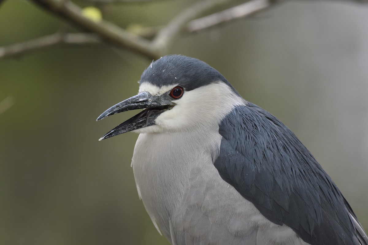 Black-crowned Night Heron - ML57348231