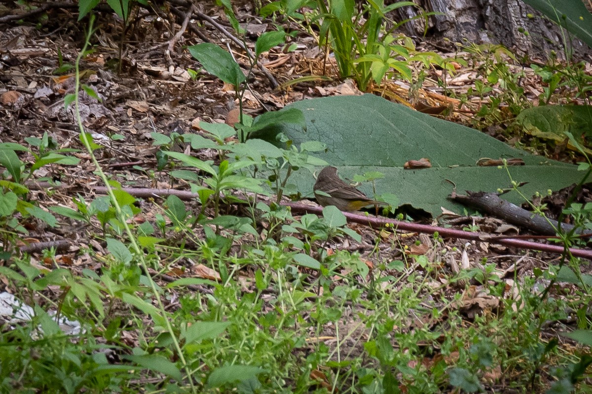 Palm Warbler - ML573482321