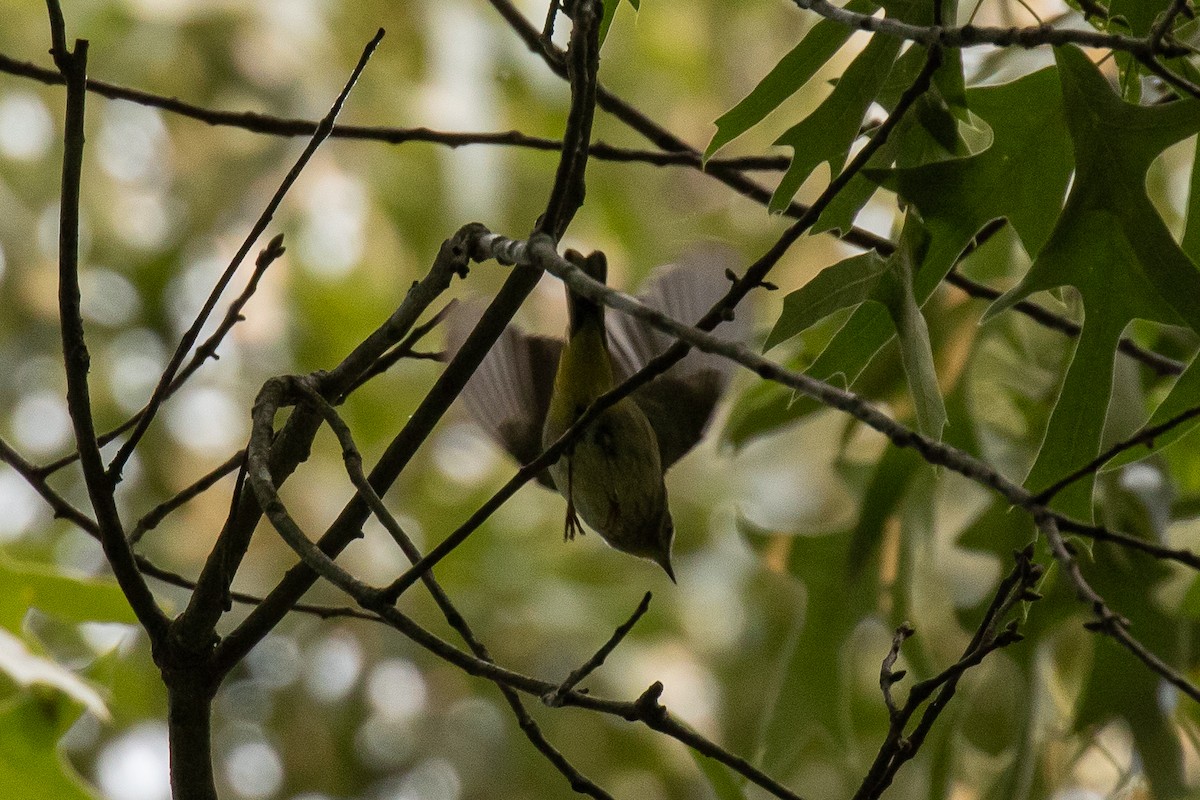 Palm Warbler - ML573482331