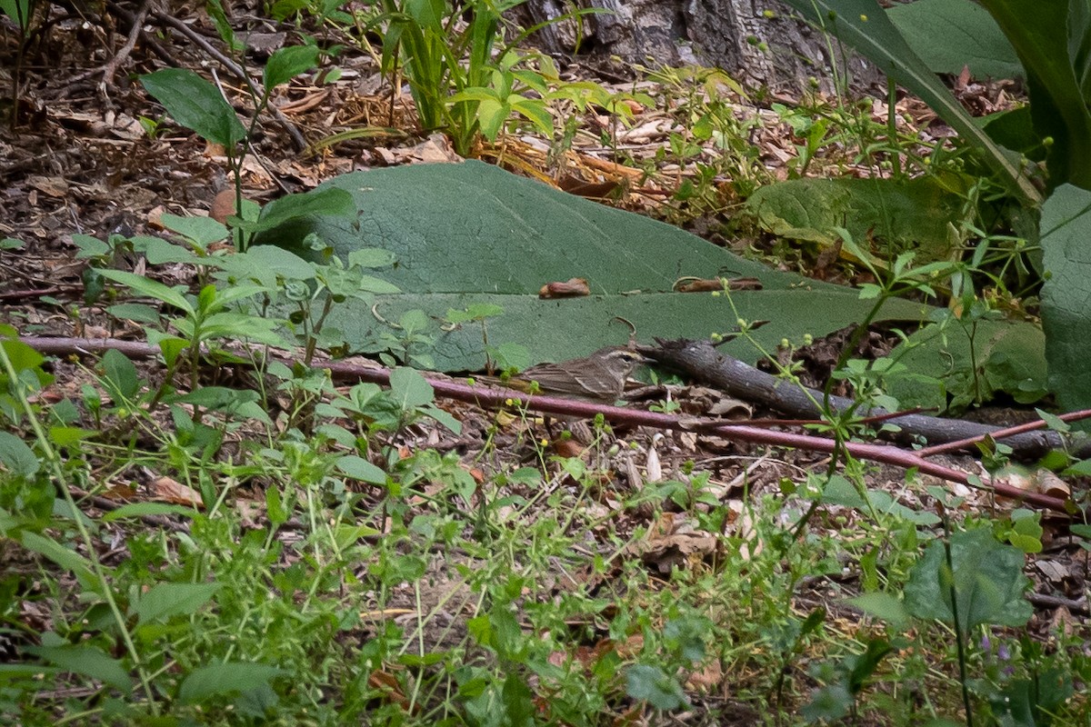 Palm Warbler - ML573482341