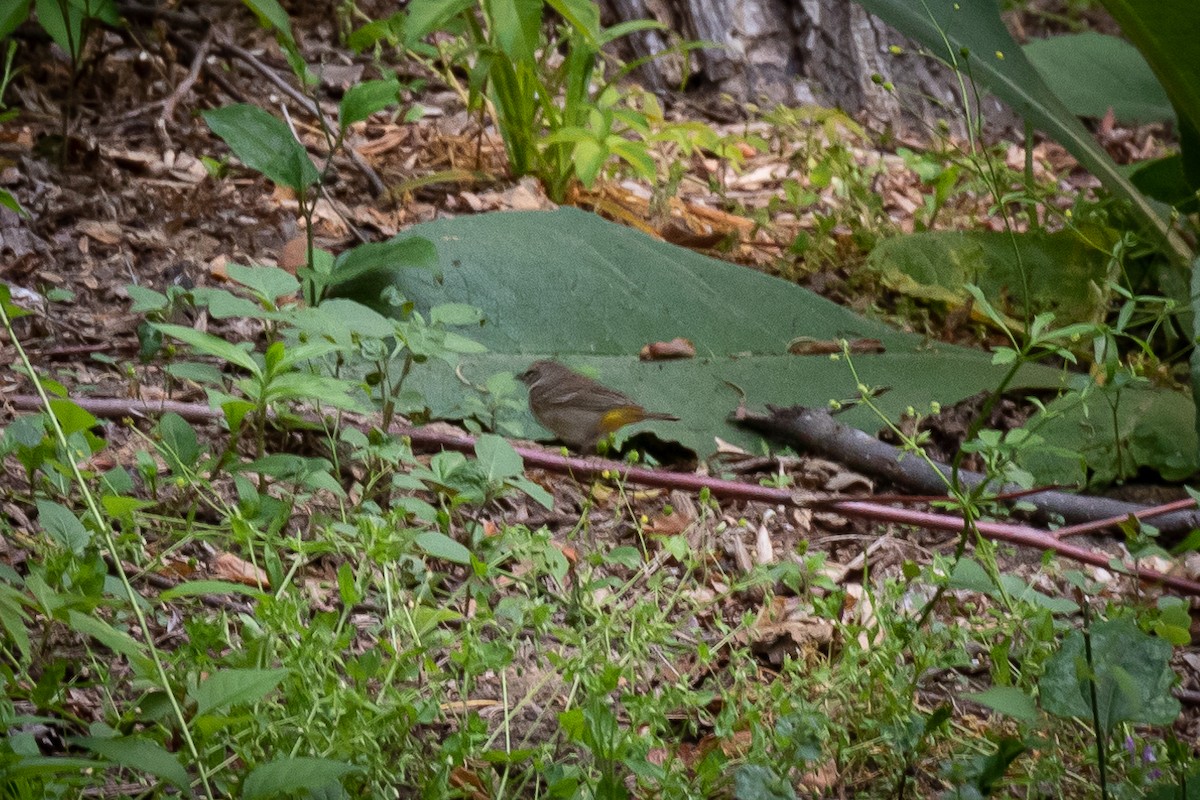 Palm Warbler - ML573482351