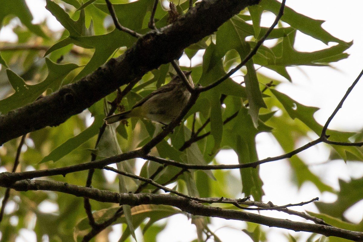 Palm Warbler - ML573482361