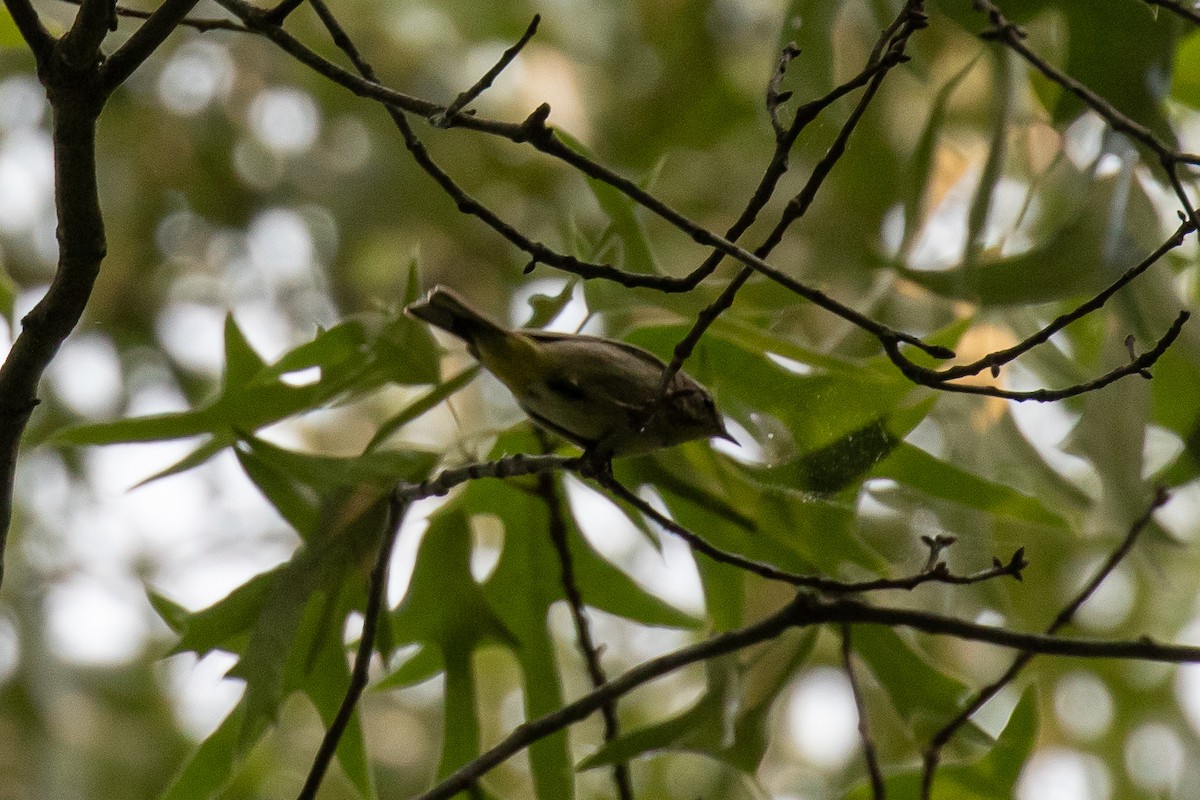 Palm Warbler - ML573482371