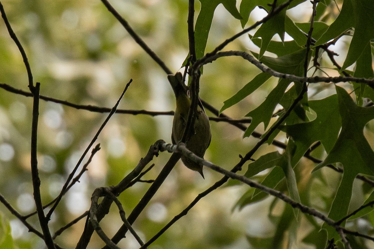 Palm Warbler - ML573482381