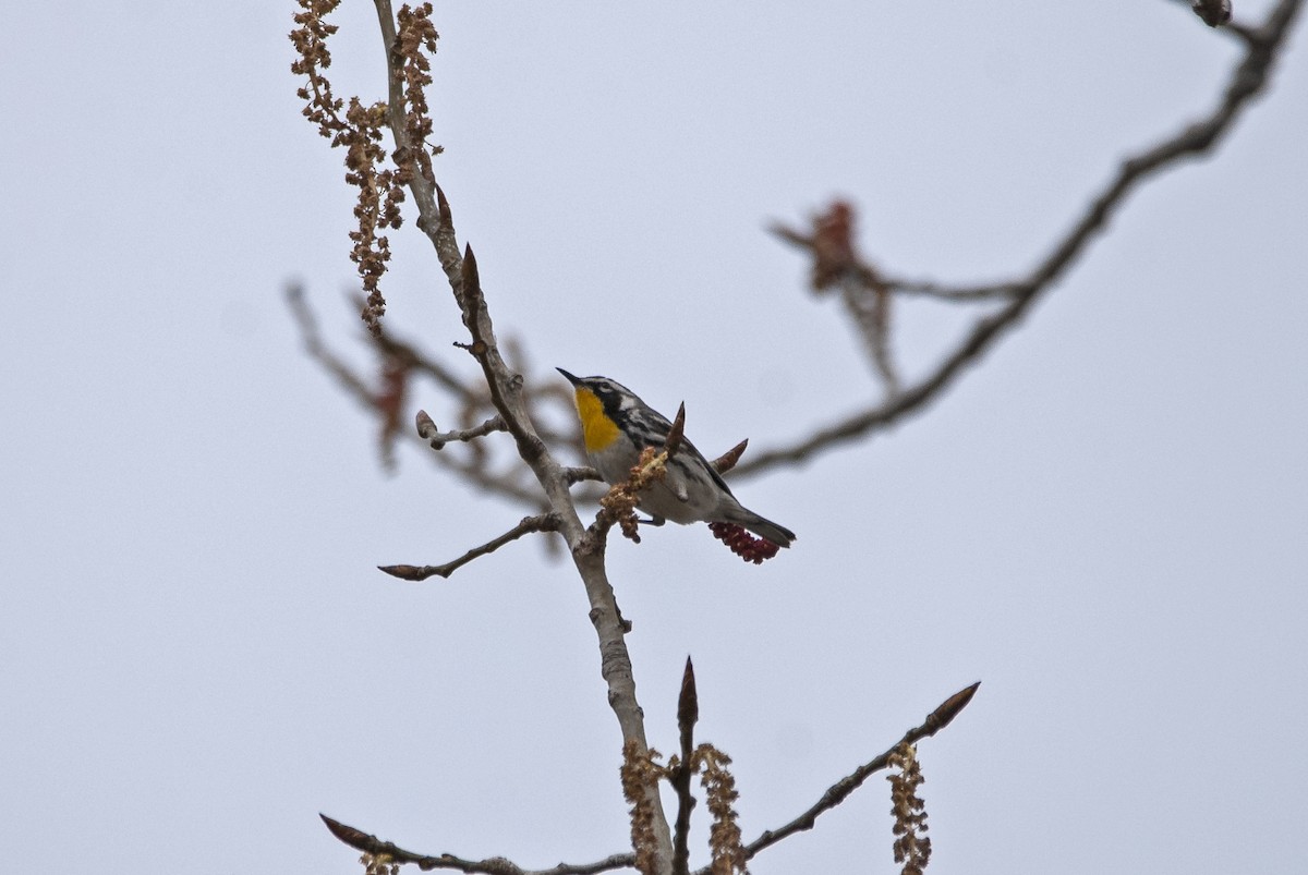 Yellow-throated Warbler - ML573482441