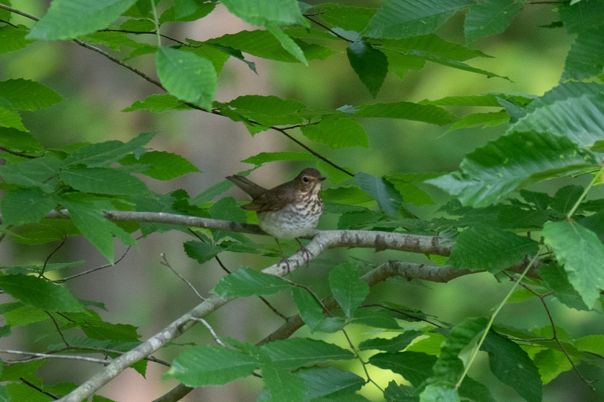 Swainson's Thrush - ML573482451