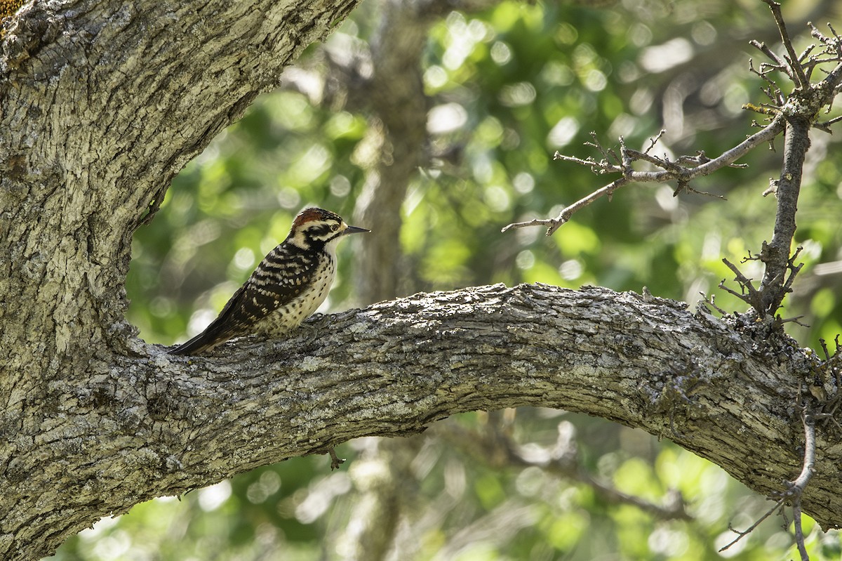 Nuttall's Woodpecker - ML573482731