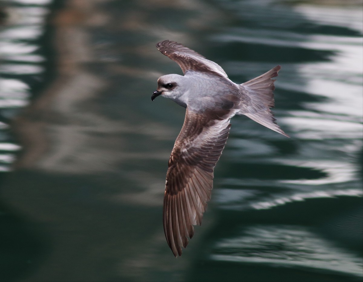 Fork-tailed Storm-Petrel - Paul Fenwick