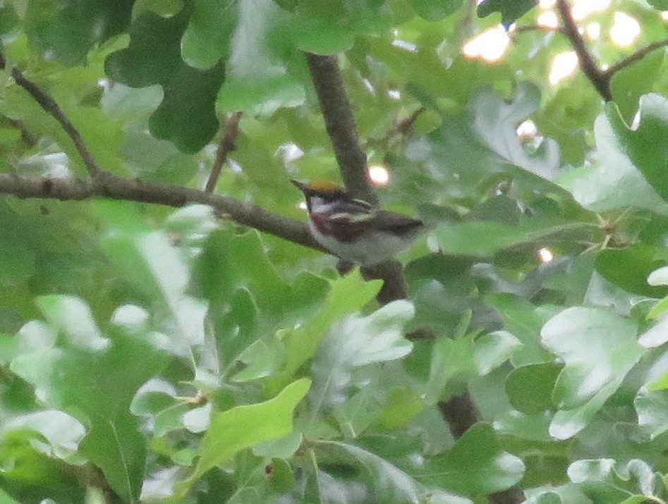 Chestnut-sided Warbler - ML573483851