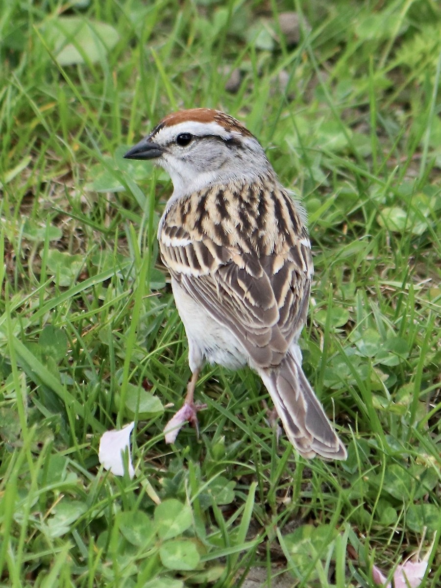 Chipping Sparrow - ML573484311