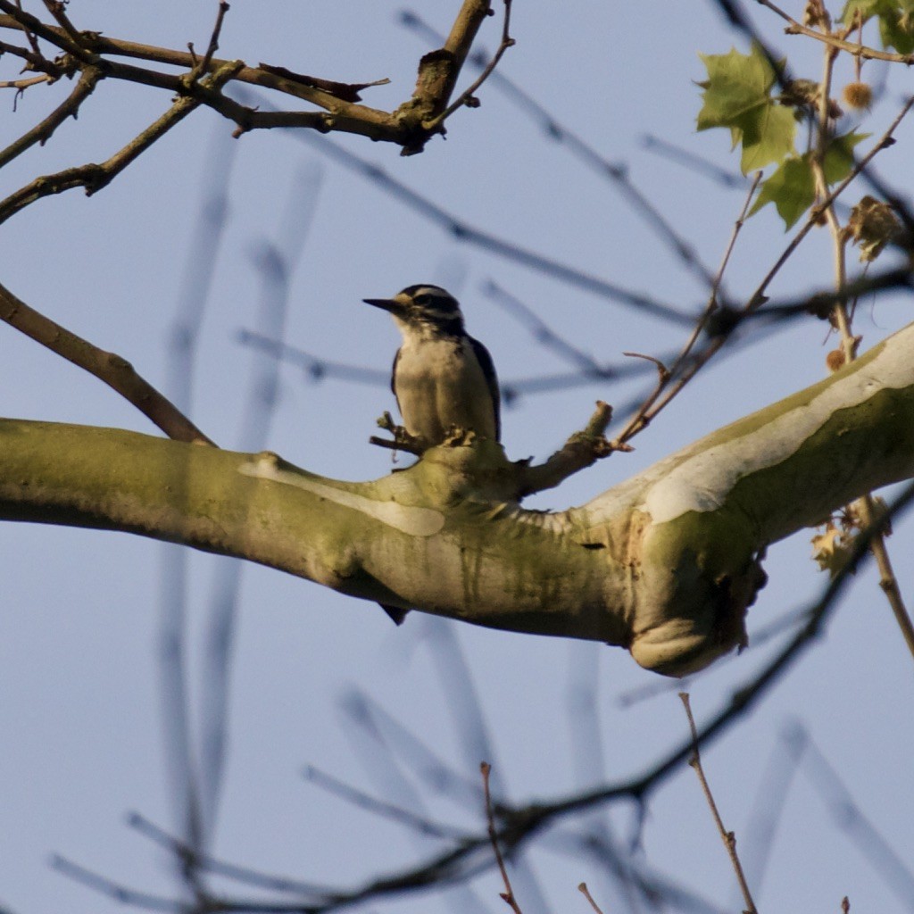 Hairy Woodpecker - ML573484781