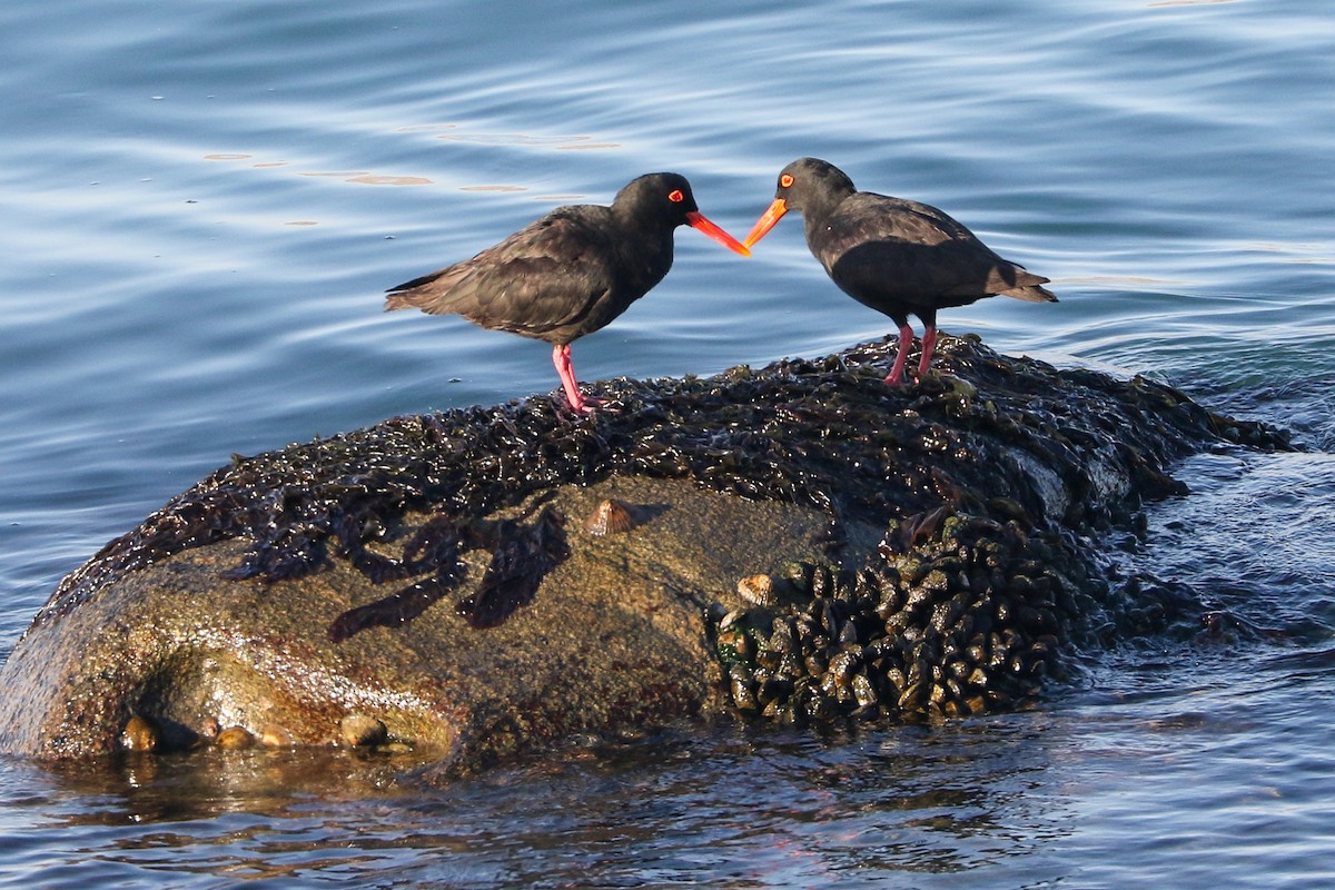 African Oystercatcher - ML573485051