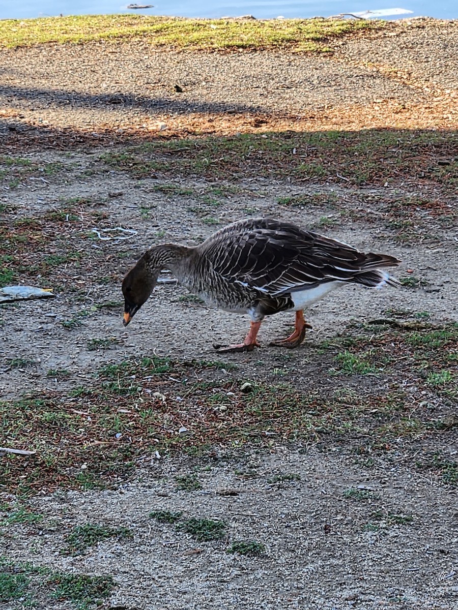 Tundra Bean-Goose - Timothy Burkhardt