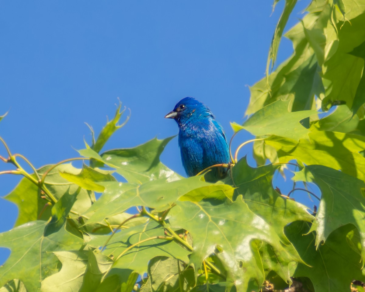 Indigo Bunting - Carey Sherrill