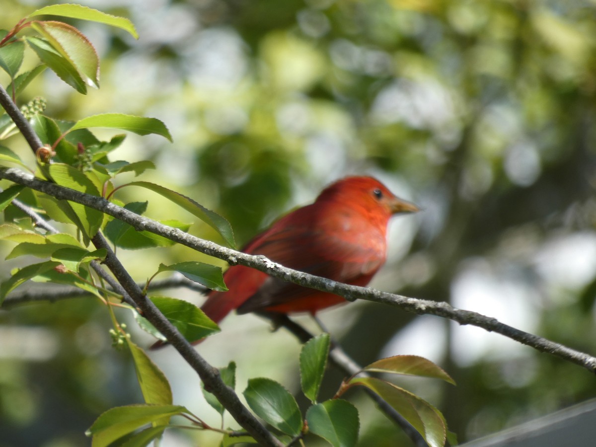 Summer Tanager - ML573489371