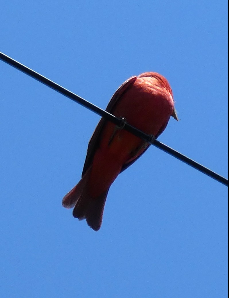 Summer Tanager - ML573489431