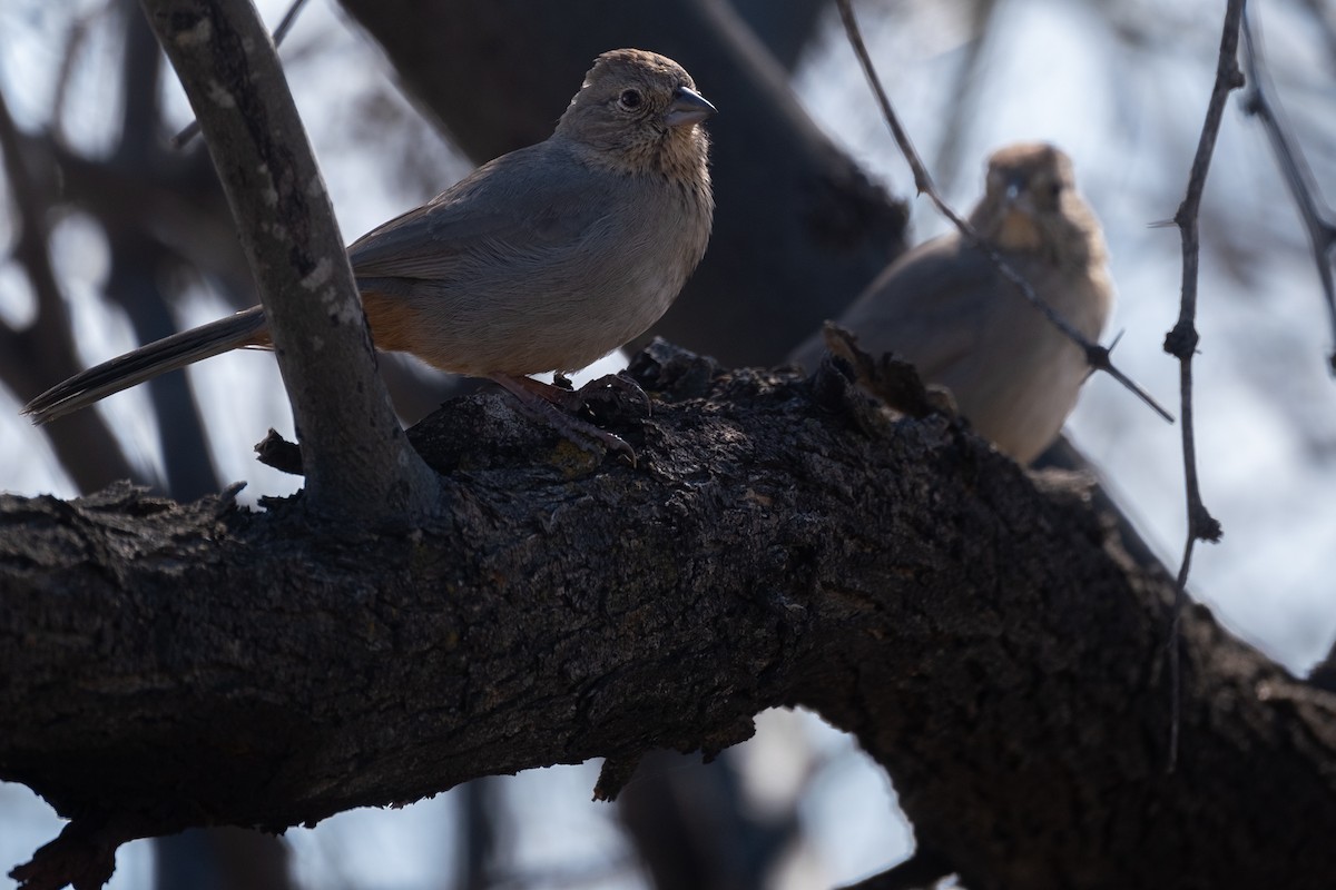 Canyon Towhee - ML573489551