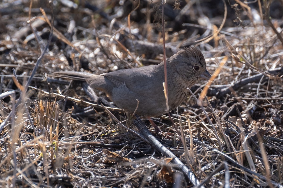 Canyon Towhee - ML573489561