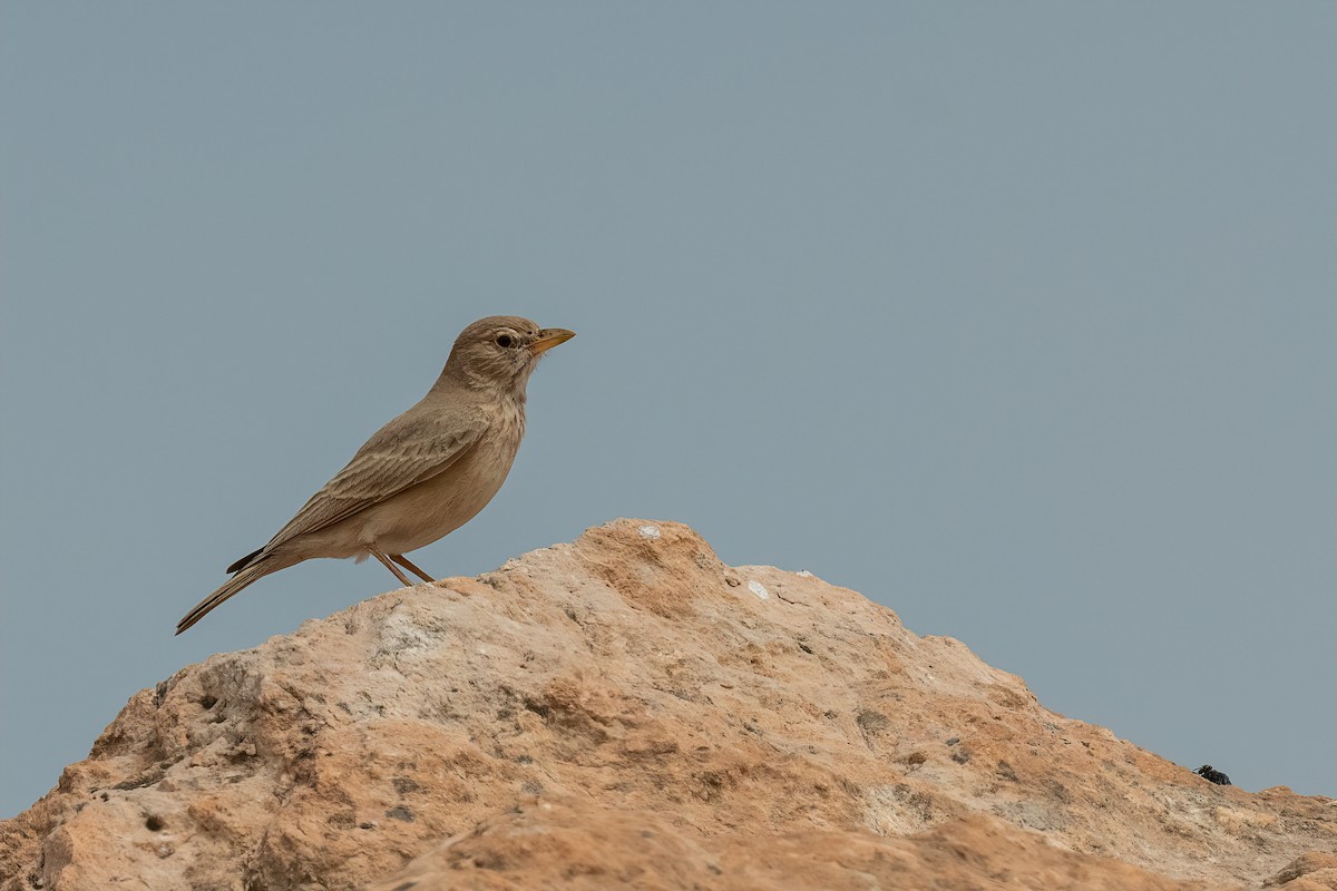 Desert Lark - ML573493311