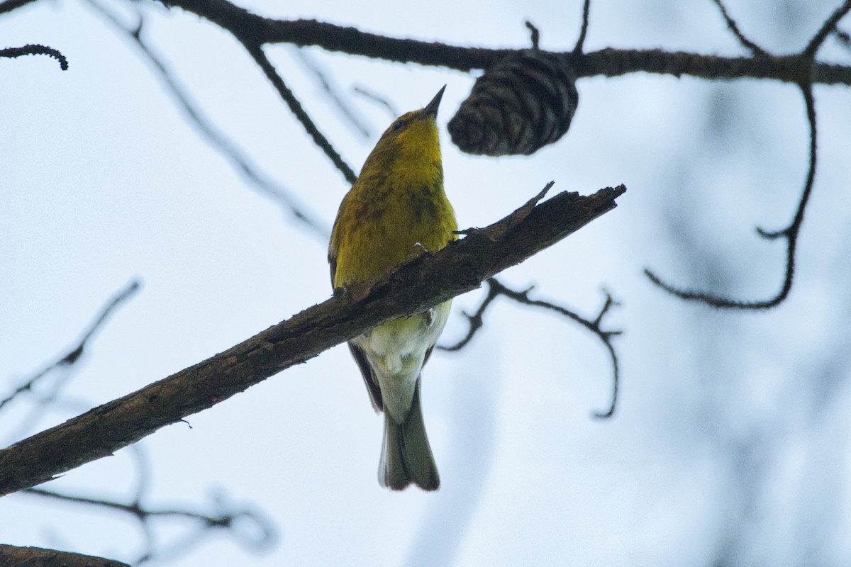 Pine Warbler - ML573493751