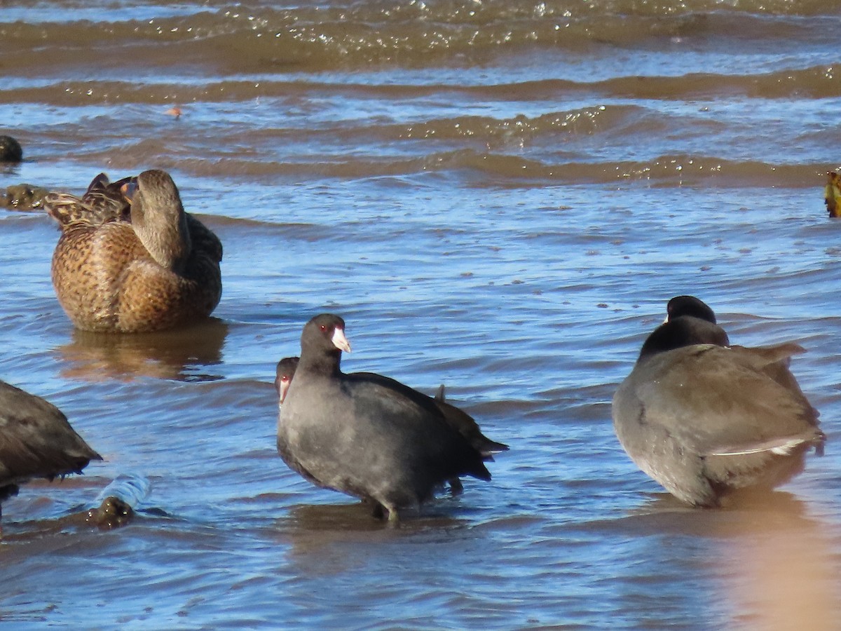 American Coot - ML573494231