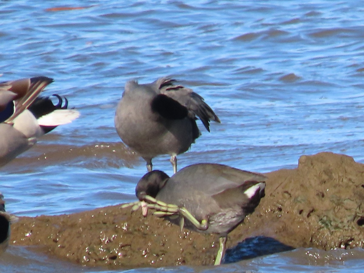 American Coot - Linda Vitchock