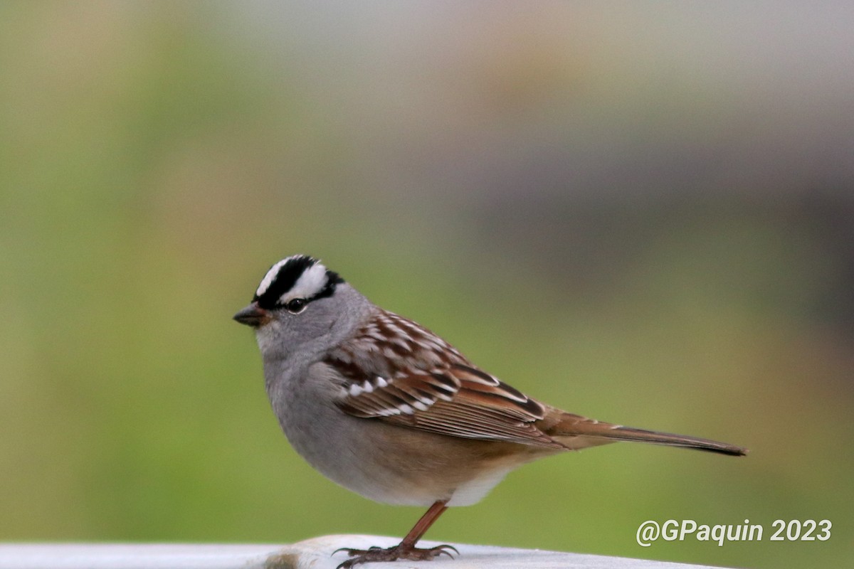 White-crowned Sparrow - ML573494311