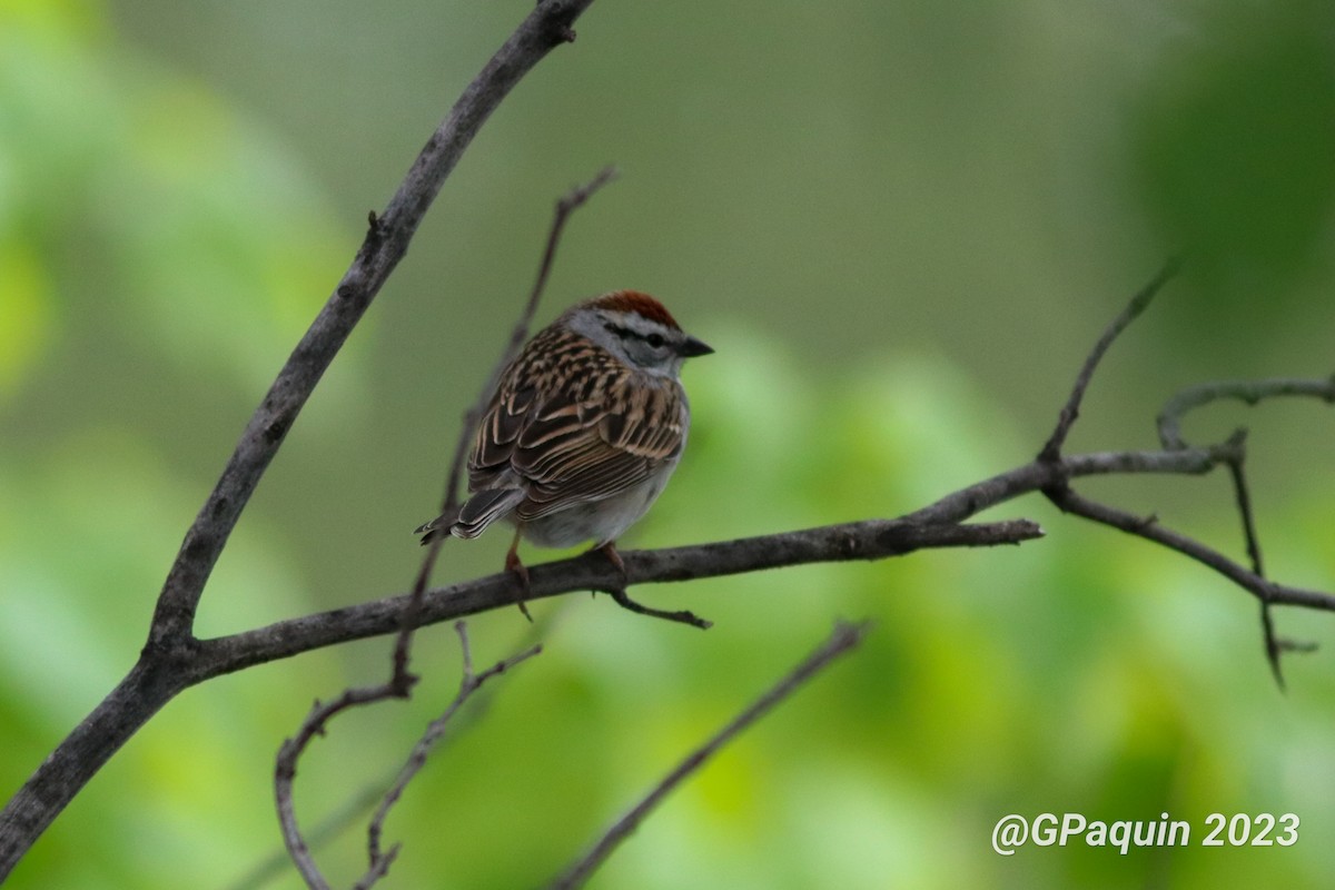 Chipping Sparrow - ML573494361