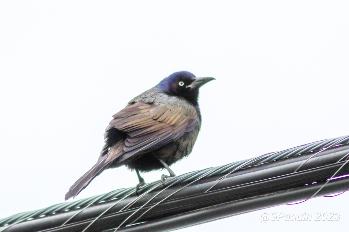 Common Grackle - ML573494411