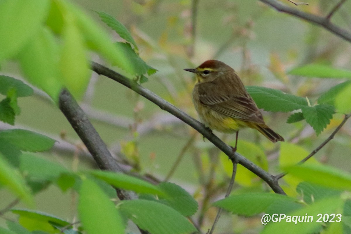 Palm Warbler - ML573494431