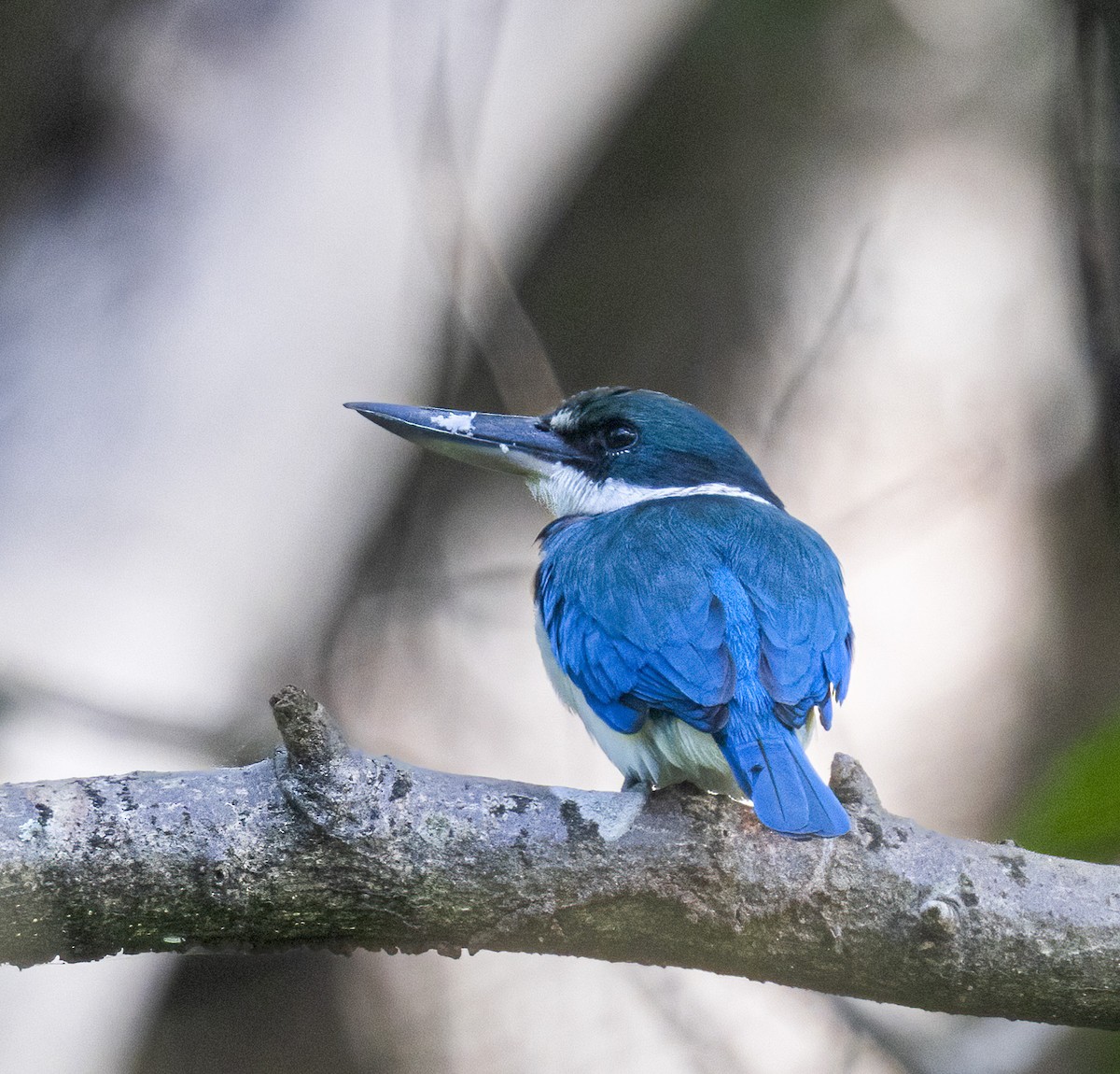 Collared Kingfisher - Per Smith